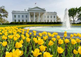 photo of yellow tulips blooming on the North Lawn of the White House